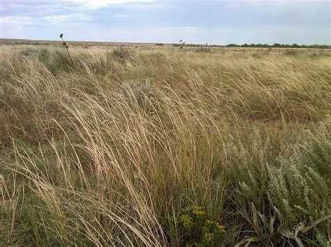 lust on the prairie reparto|Tallgrass prairie .